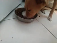 A golden-brown mixed-breed dog eating dry kibble food from a stainless steel pet bowl on a white tiled floor.