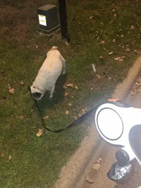 Customer review photo of a Pug on a night walk using the white retractable dog leash with the built-in poop bag holder.