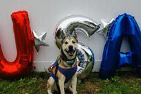 Husky Shepherd Mix