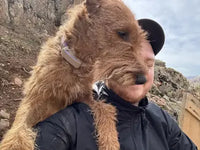 Irish Terrier