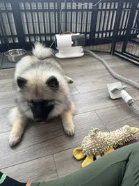 Keeshond