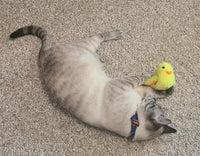Lynx Point Siamese cat rolling on carpet while holding yellow duckling toy