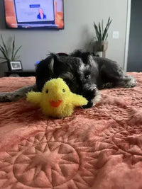Miniature Schnauzer dog lying on bed next to plush interactive duckling toy