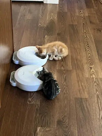 Customer review photo of orange tabby kitten and dark tabby kitten eating from two white Bsemax automatic feeders on hardwood floor