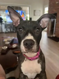 Pit Bull Mix