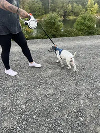Customer review image of an owner walking a Jack Russell Terrier mix in a blue harness near a lake using the extra-large retractable leash.