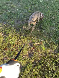 Customer review image of a brindle Whippet on a walk in the grass using a heavy-duty white and black retractable dog leash.