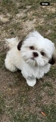 Customer review image of a fluffy white and brown Shih Tzu dog sitting outside on the grass, looking directly up at the camera.