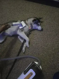 Siberian Husky
