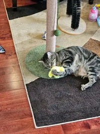 Domestic tabby cat lying near cat tree playing with yellow plush duckling toy