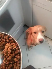 A tan and white mixed-breed dog sitting patiently on a tiled kitchen floor looking up next to a large bowl filled with dry dog food.