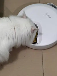Customer review photo of fluffy white Persian cat eating wet food from a white Bsemax automatic pet feeder