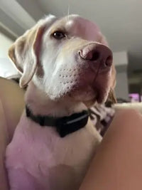 Yellow Labrador Retriever