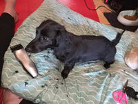 A black long-haired Dachshund dog lying on a pet bed next to cordless dog clippers during a home grooming session.