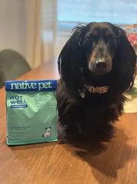 Dachshund sitting on a table next to Native Pet Gut Well bag.