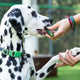 A Dalmatian dog being fed an Ark Naturals Brushless Toothpaste dental chew by its owner.