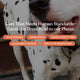 Close up of a happy dalmatian dog highlighting Dandylion's plant-powered, cruelty-free, and pH-balanced grooming standards.