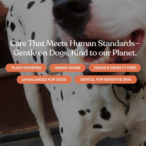 Close up of a happy dalmatian dog highlighting Dandylion's plant-powered, cruelty-free, and pH-balanced grooming standards.