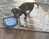 A small dapple Dachshund puppy exploring a light blue interactive slow feeder pet bowl on a rug.
