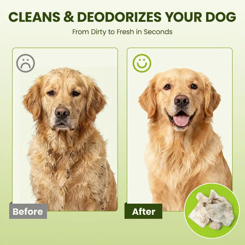 Before and after comparison of a dirty, muddy Golden Retriever dog cleaned and deodorized using a PawSono pet wipe.