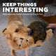 Close-up of a dog biting into the soft hedgehog plush toy during playtime, illustrating the silly sounds and grunter feature.