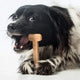 Close-up of a dog enjoying a chicken flavored Bullibone durable nylon chew toy.