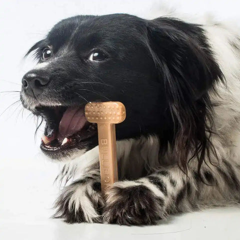 Close-up of a dog enjoying a chicken flavored Bullibone durable nylon chew toy.
