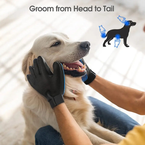 Grooming a golden retriever dog from head to tail using black pet grooming gloves