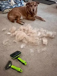 Dog with fur on carpet next to grooming tools