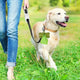Dog on a leash with a green bag attached, walking in a grassy field.