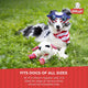 A dog wearing star glasses sitting in the grass with a patriotic themed Lamb Chop toy.