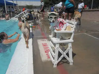 Lifestyle customer image featuring a white dog with sunglasses on a lifeguard chair at a community dog pool party with Labrador Retrievers.
