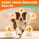 Infographic highlighting benefits of canine probiotics including balancing gut microbiota, boosting immunity, and relieving dog diarrhea and constipation.