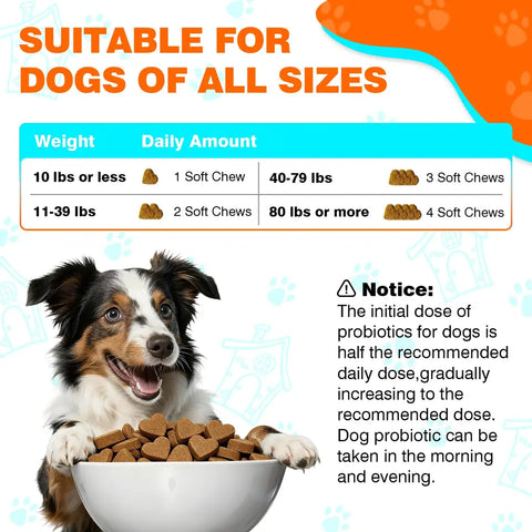 Daily feeding amount chart for dog probiotic soft chews categorized by pet weight from 10 pounds up to over 80 pounds.