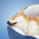 Dog sleeping on a pet bed with text indicating depth and comfort.