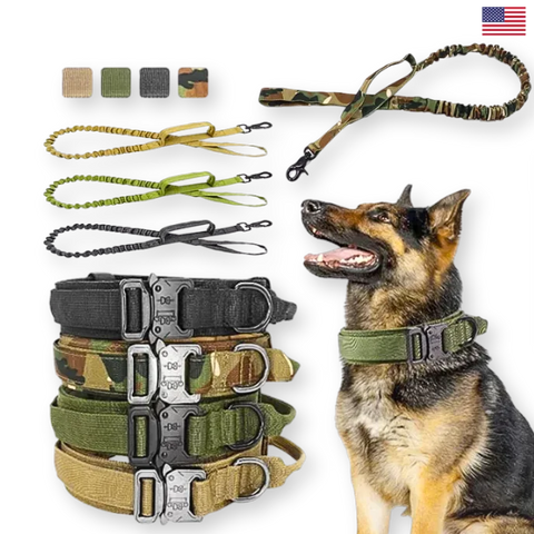 Dog training equipment including collars, leashes, and a dog sitting on a white background