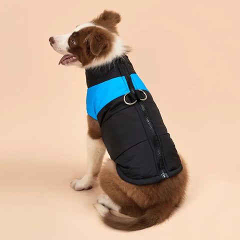 Dog wearing a black and blue puffer vest on beige background.