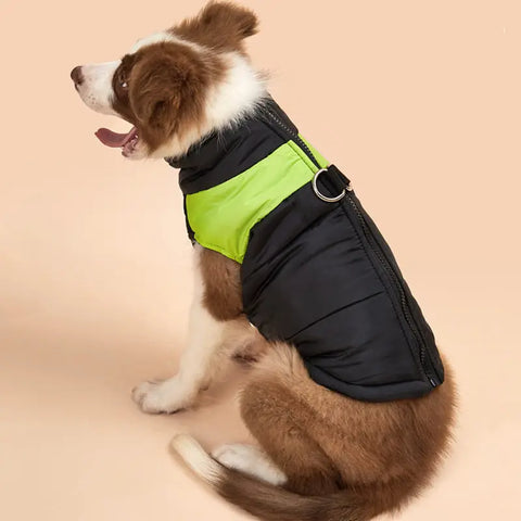Dog wearing a black and green puffer vest on a beige background