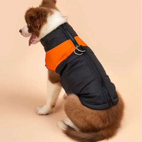 Dog wearing a black and orange puffer vest on beige background.