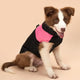 Dog wearing a black and pink jacket on a beige background