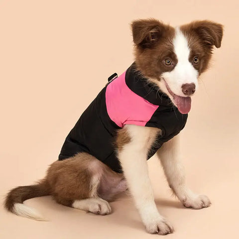 Dog wearing a black and pink jacket on a beige background