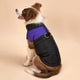 Dog wearing a black and purple puffer vest on a beige background