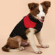 Dog wearing a black and red jacket on a beige background