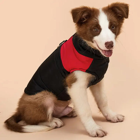 Dog wearing a black and red jacket on a beige background
