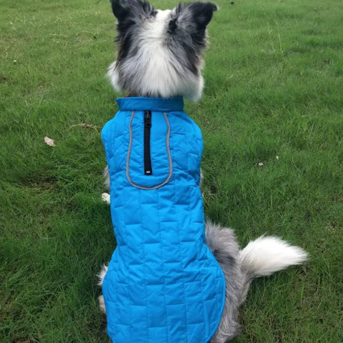 Dog wearing a blue quilted jacket sitting on grass.