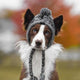 Dog wearing a knitted hat with pom-pom in an outdoor setting.