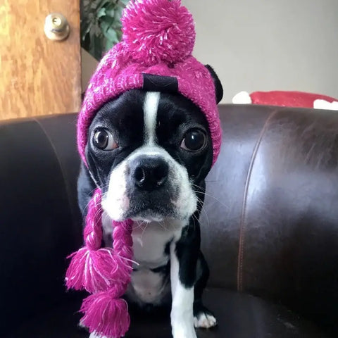 Dog wearing a pink knitted hat with pom-pom on brown leather couch.