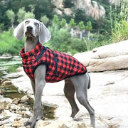 Dog wearing a red and black checkered coat standing on rocks with a natural background