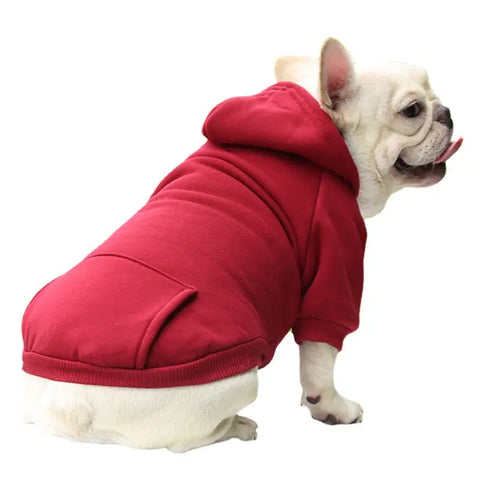 Dog wearing a red hoodie on white background.