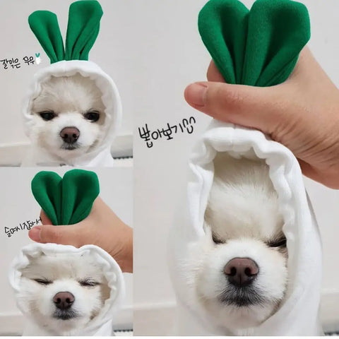 Dog wearing green bunny hat with a hand holding it on white.